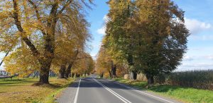 Read more about the article POMNIK PRZYRODY TZW. ALEJA LIPOWA
