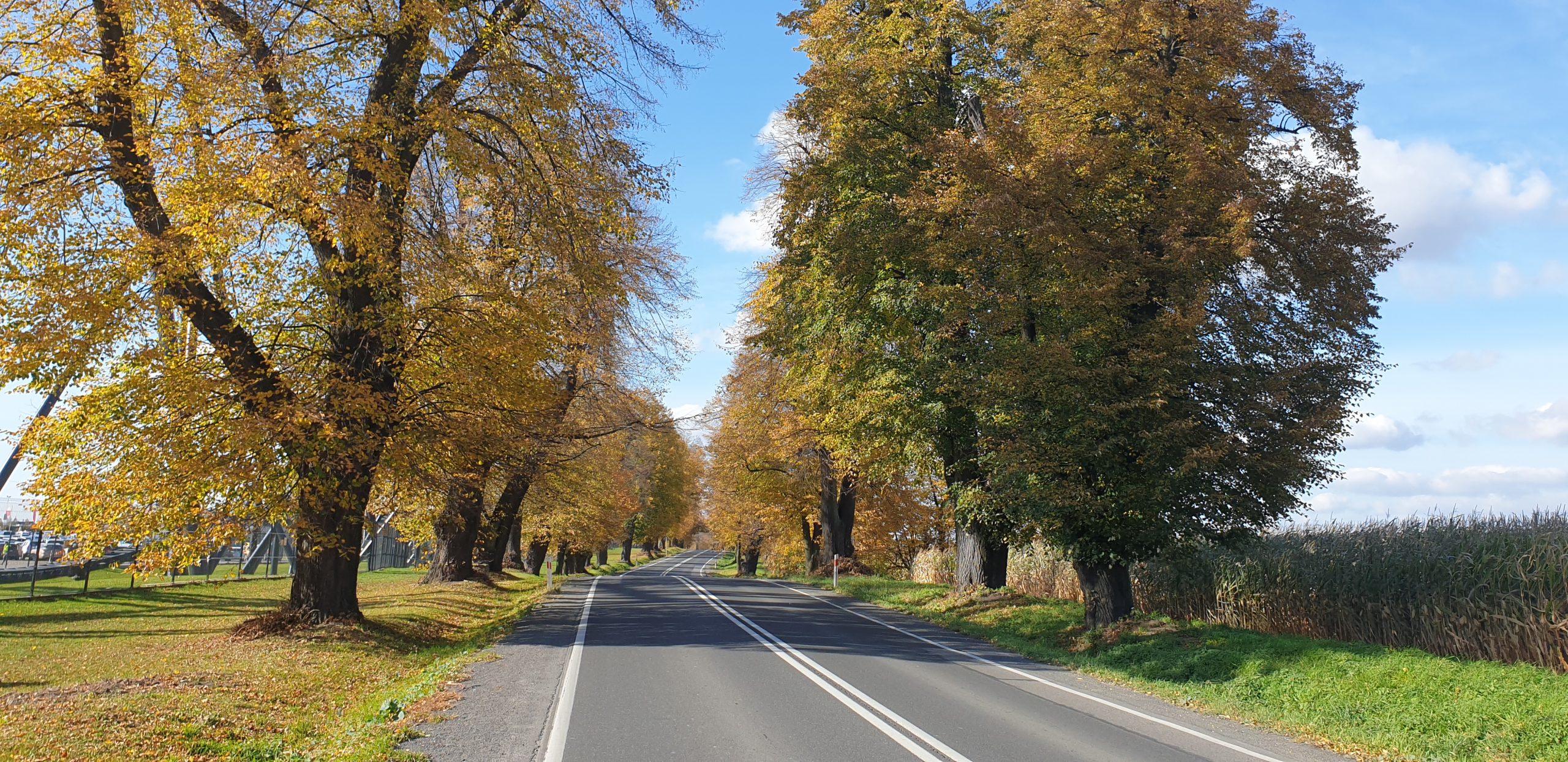 Read more about the article POMNIK PRZYRODY TZW. ALEJA LIPOWA
